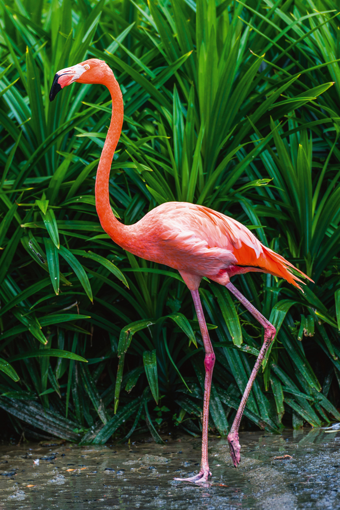 Alubild-Eleganter Flamingo-image LAND