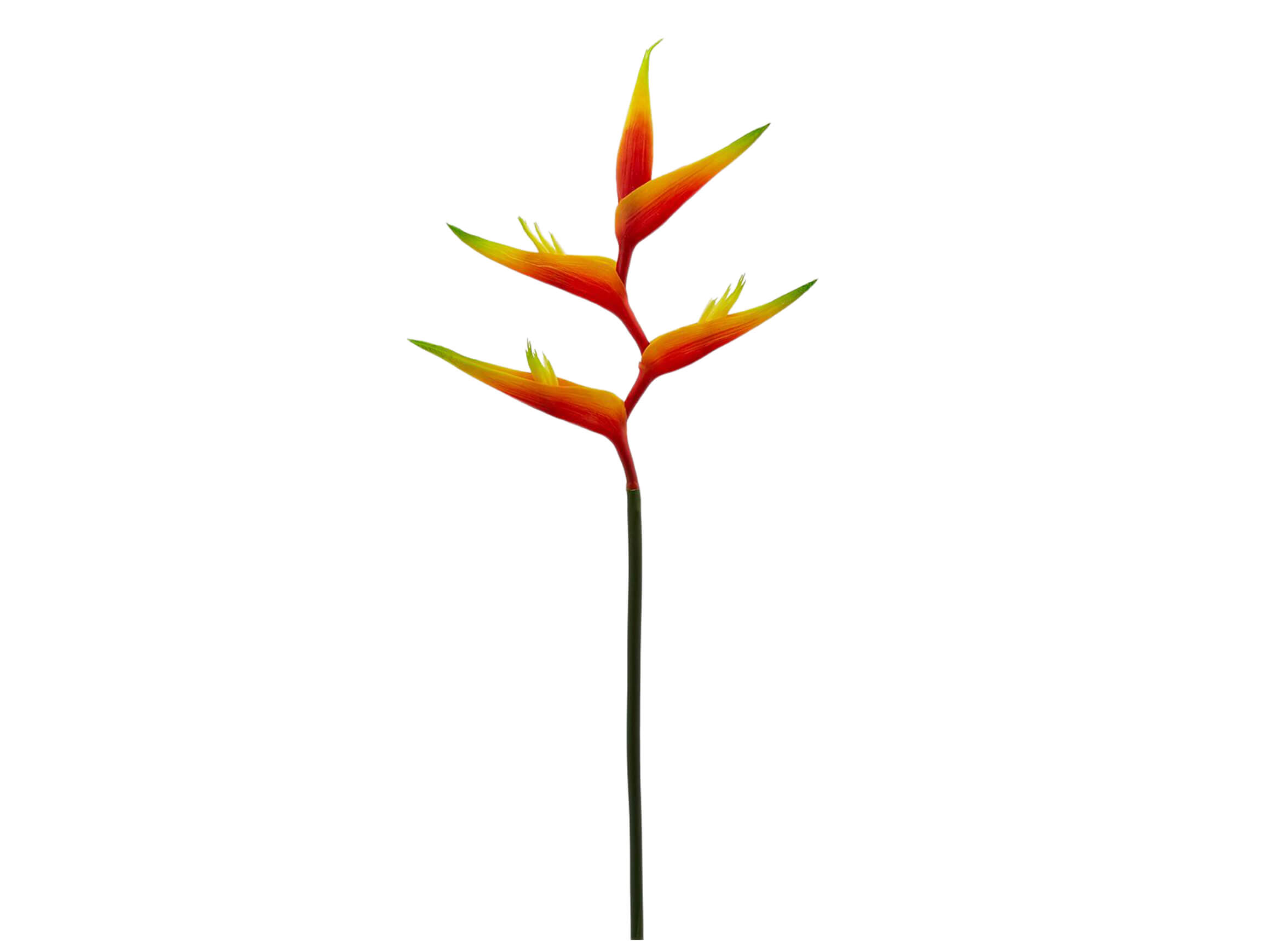 Edg Kunstblume Helleconia Orange H: 75 cm Orange | Schubiger Möbel