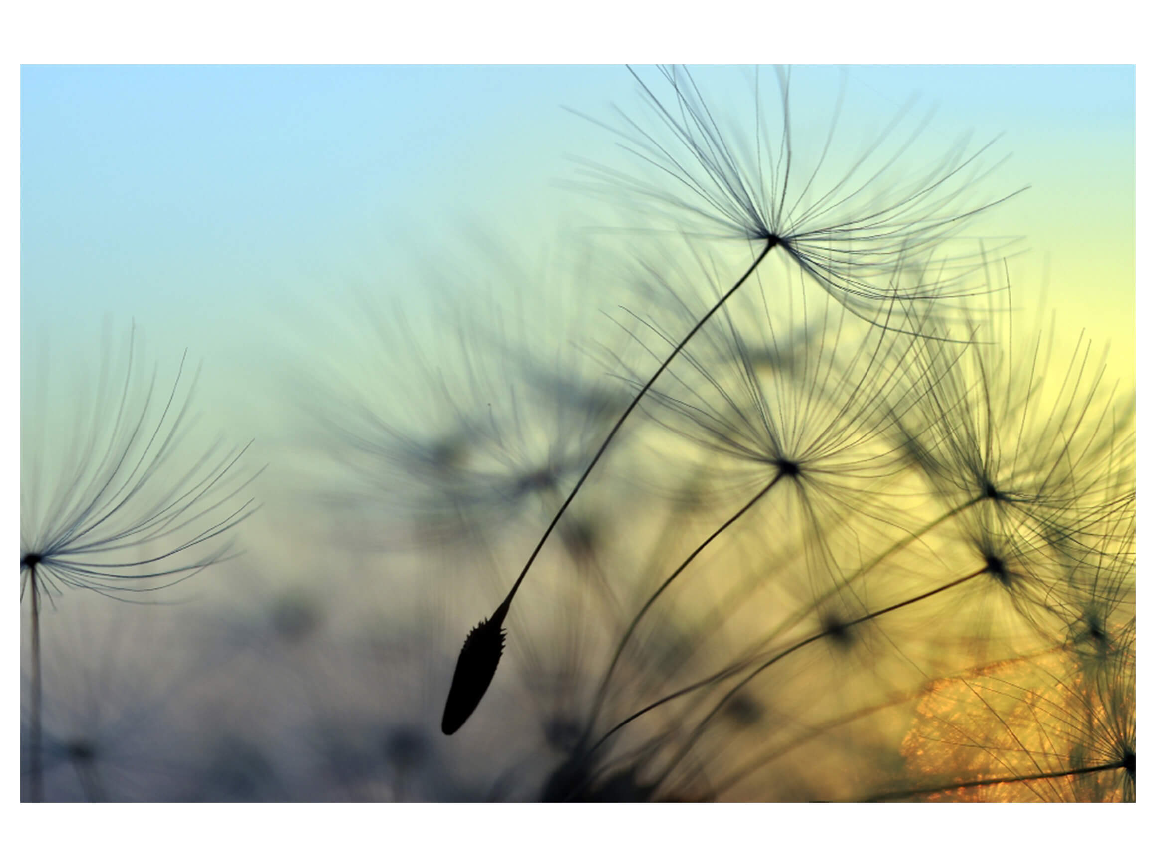 Digitaldruck auf Acrylglas Pusteblume 1 image LAND / Grösse: 120 x 80 cm