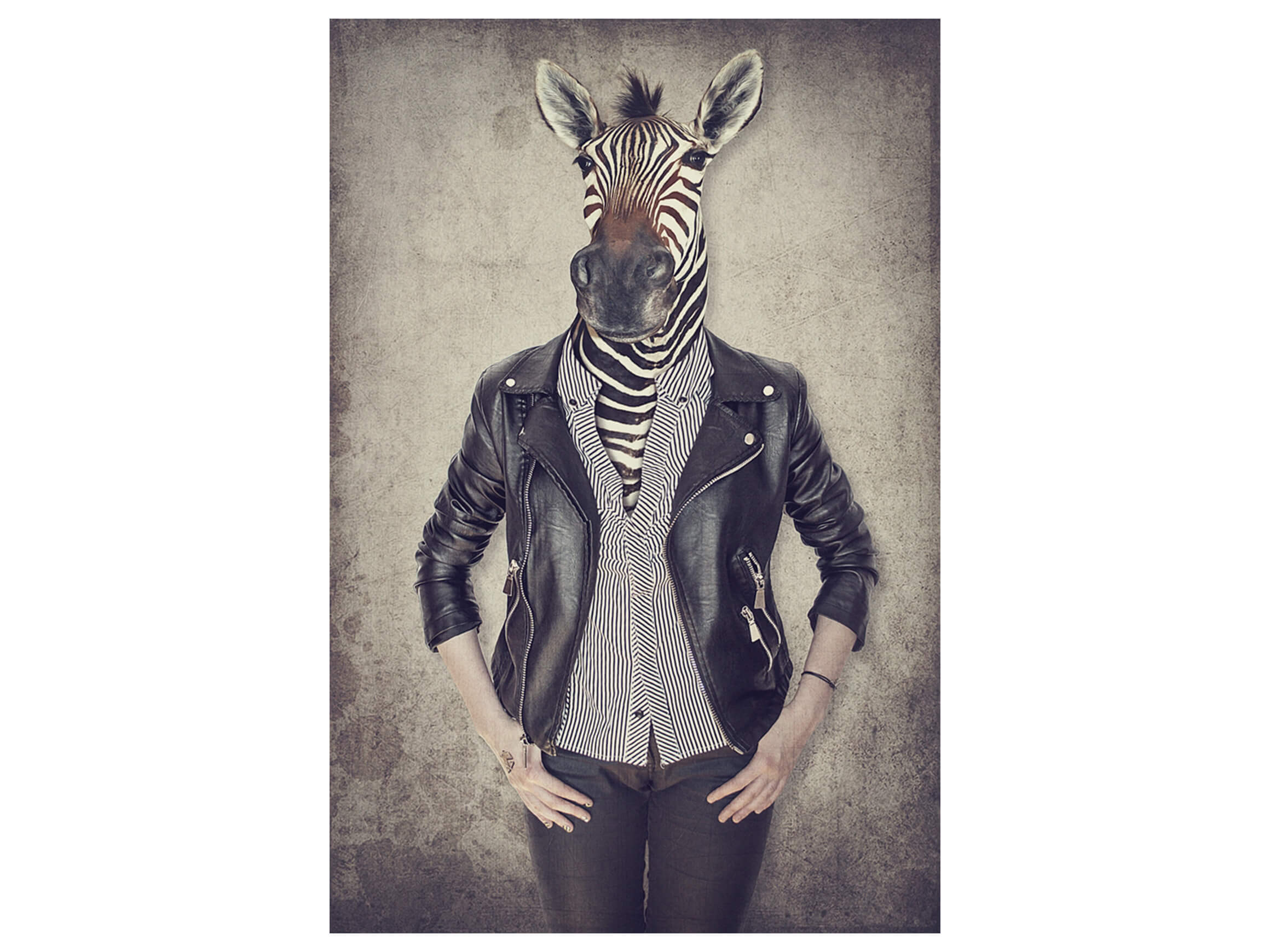 Digitaldruck auf Acrylglas Zebra Gentleman image LAND / Grösse: 120 x 80 cm