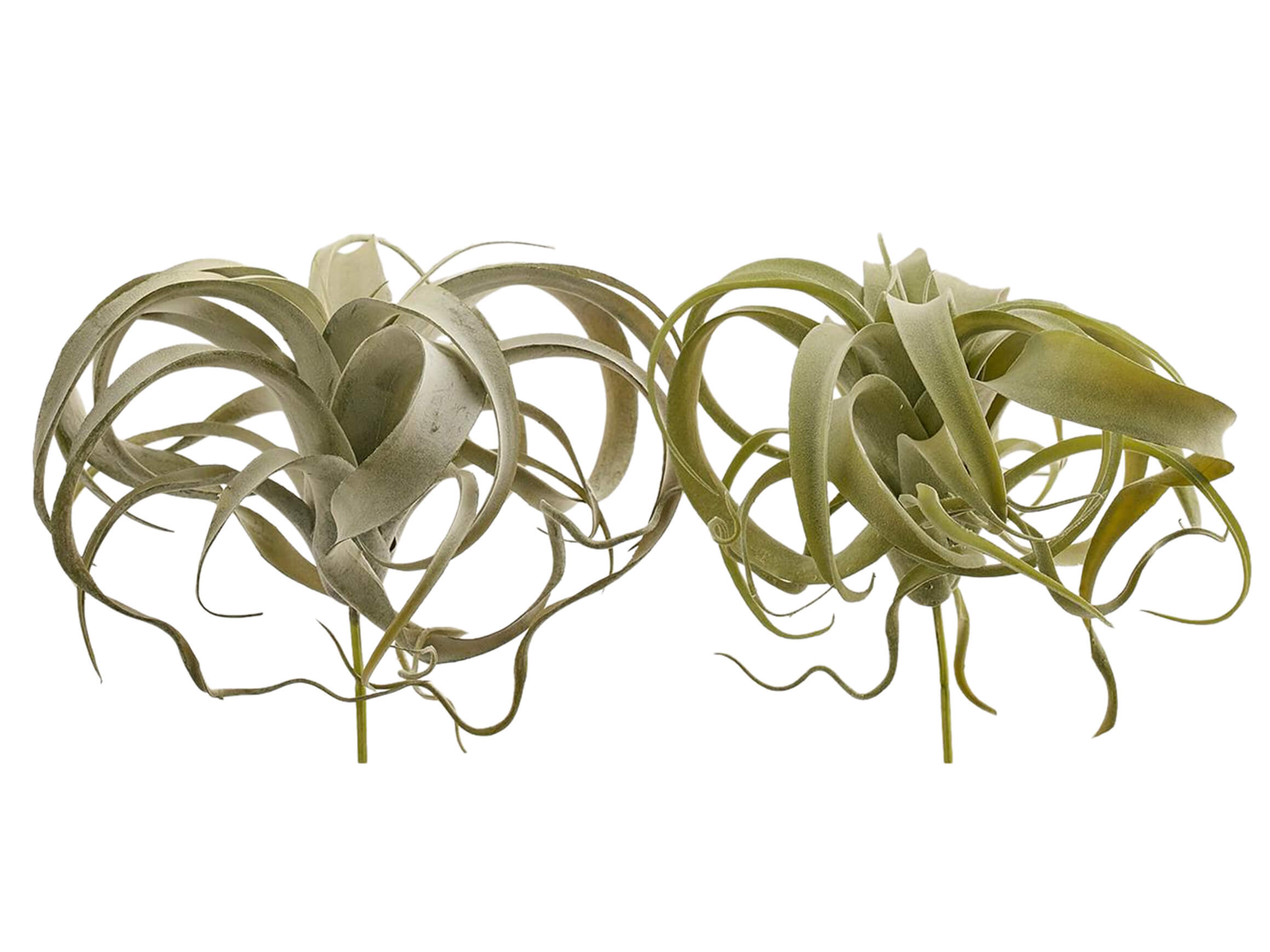 Kunstblume Tillandsia H: 23 cm Edg