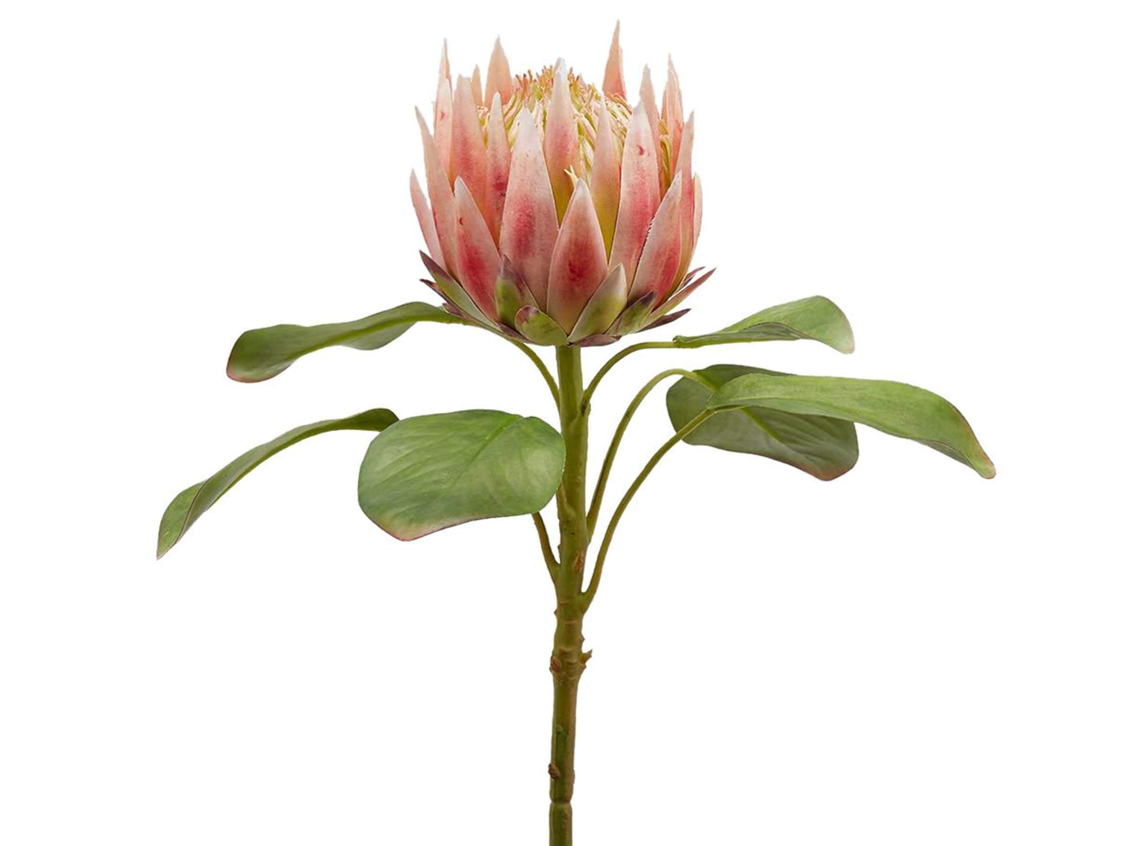 Protea Pink h: 66 cm Edg
