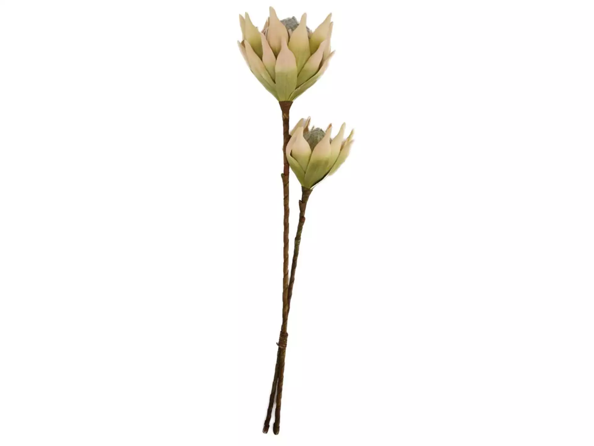 Kunstblume Protea Natur H: 73 cm Dijk