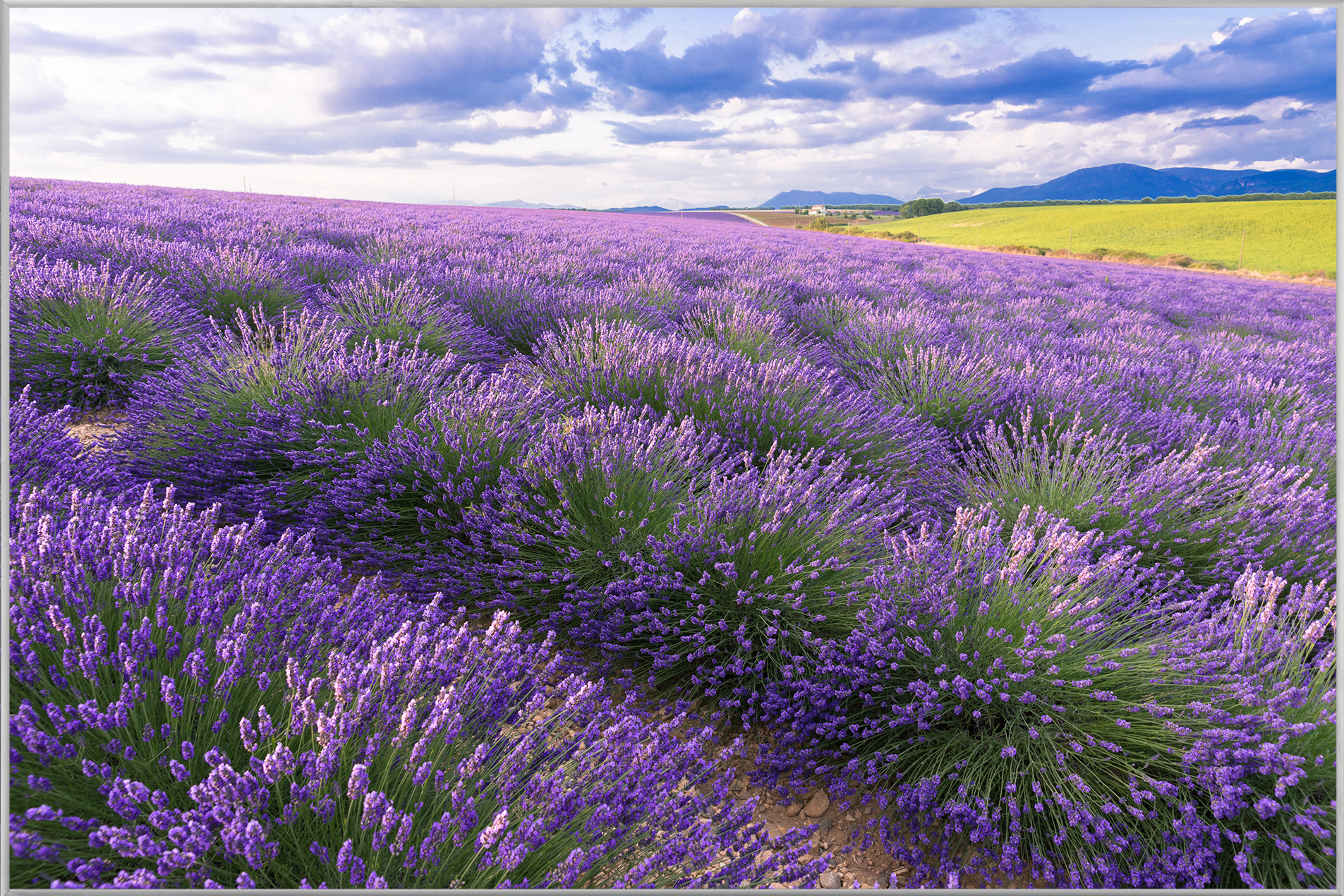 Bild mit Rahmen-Lavendelfeld 7-image LAND