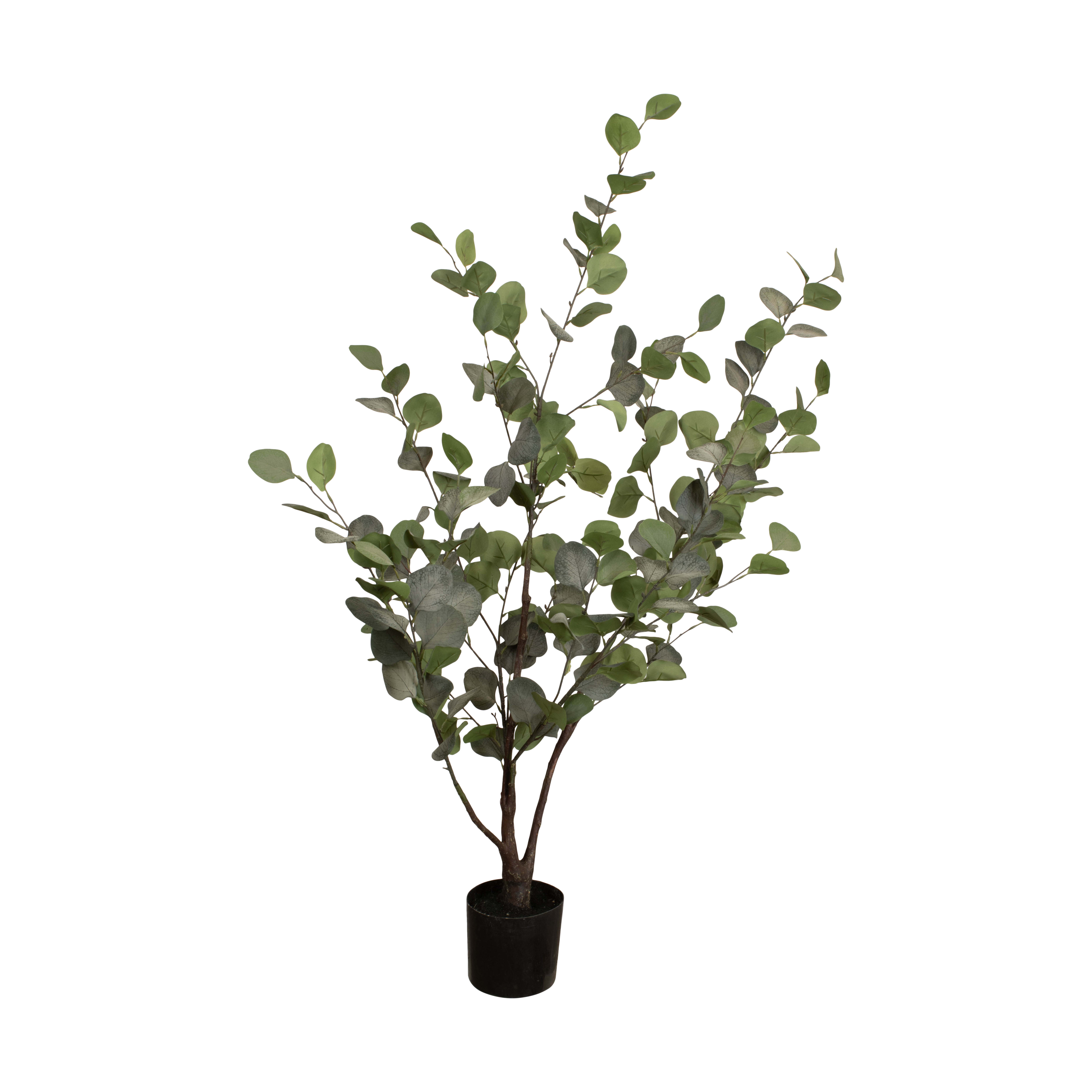 Eucalyptus tree H: 120 cm 35131 2