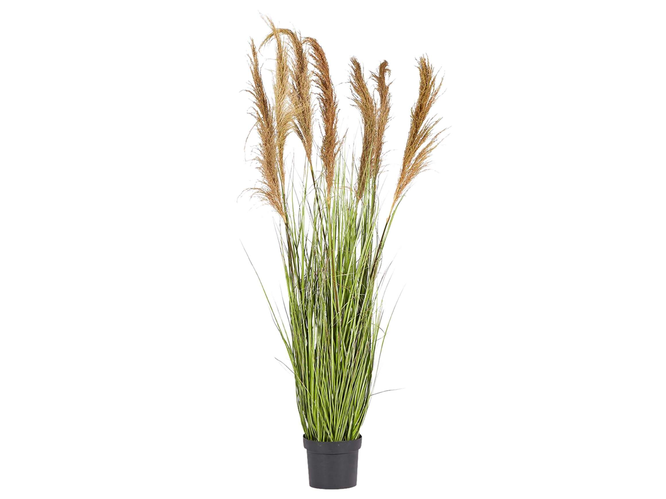 Festuca im Topf h: 173 cm Edg