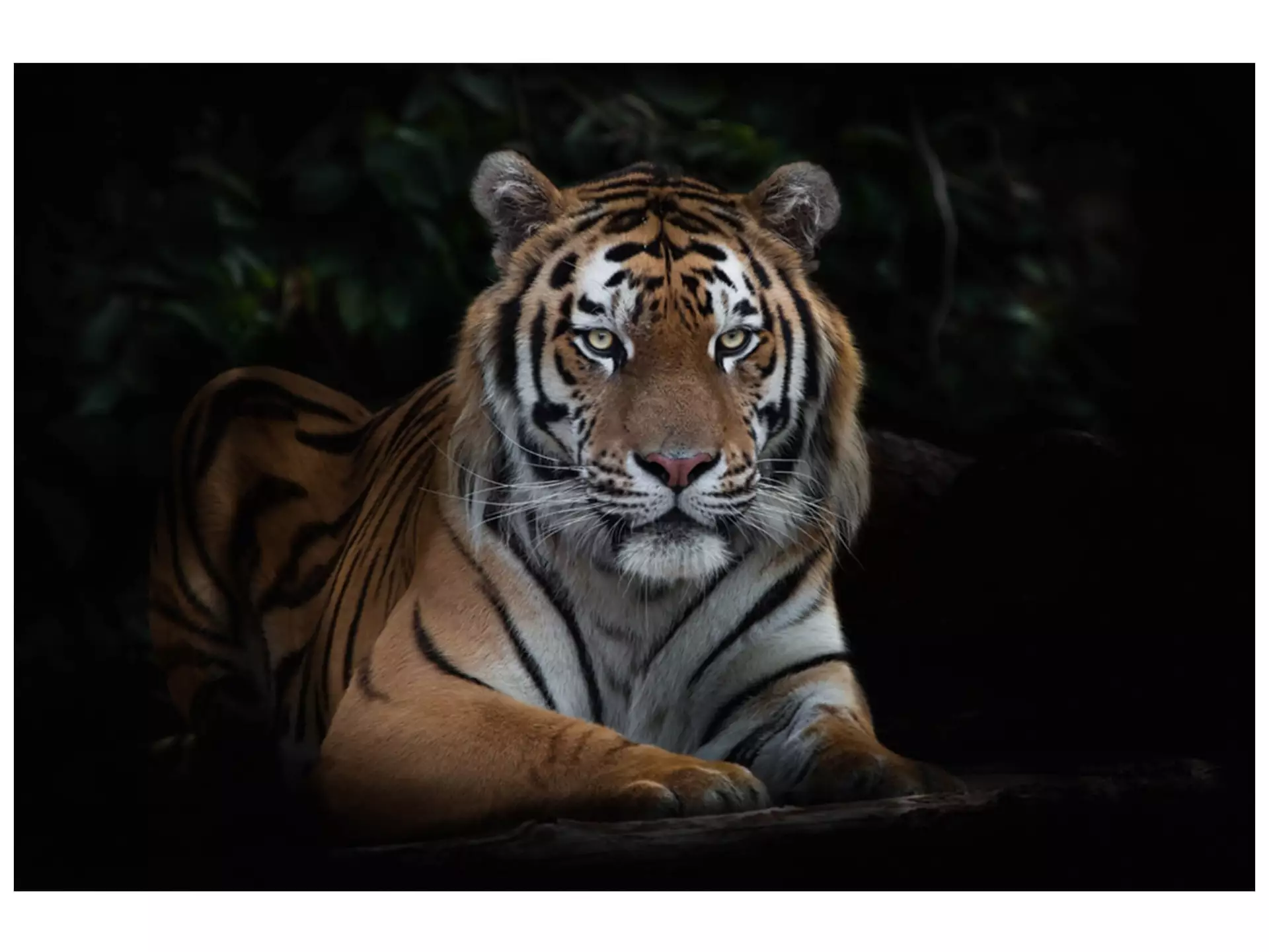 Digitaldruck auf Acrylglas Imposanter Tiger image LAND / Grösse: 120 x 80 cm
