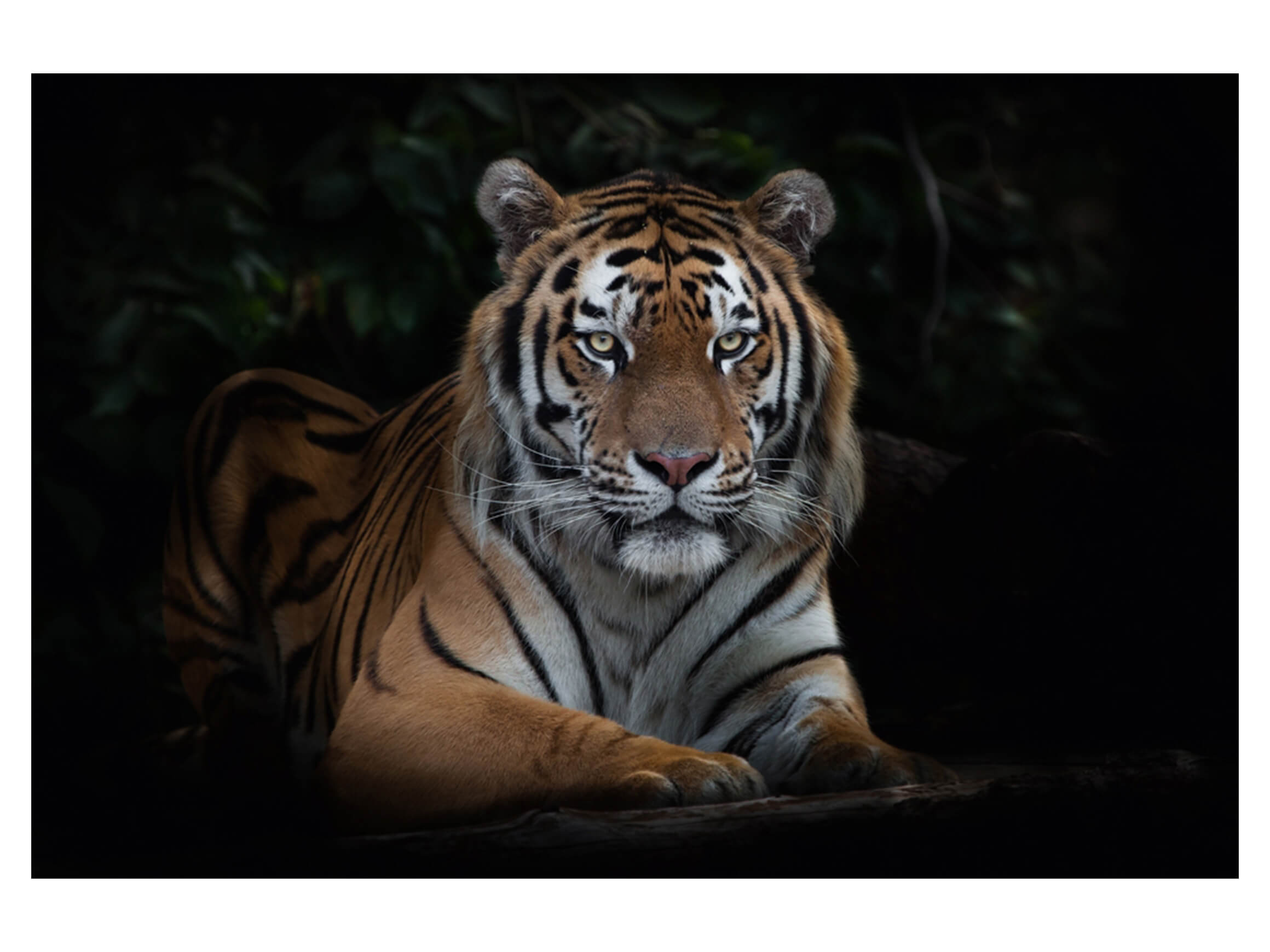 Digitaldruck auf Acrylglas Imposanter Tiger image LAND / Grösse: 120 x 80 cm