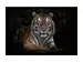 Digitaldruck auf Acrylglas Imposanter Tiger image LAND / Grösse: 120 x 80 cm