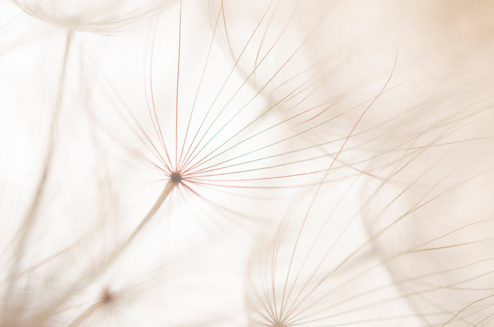 Alubild-Pusteblume 2-image LAND