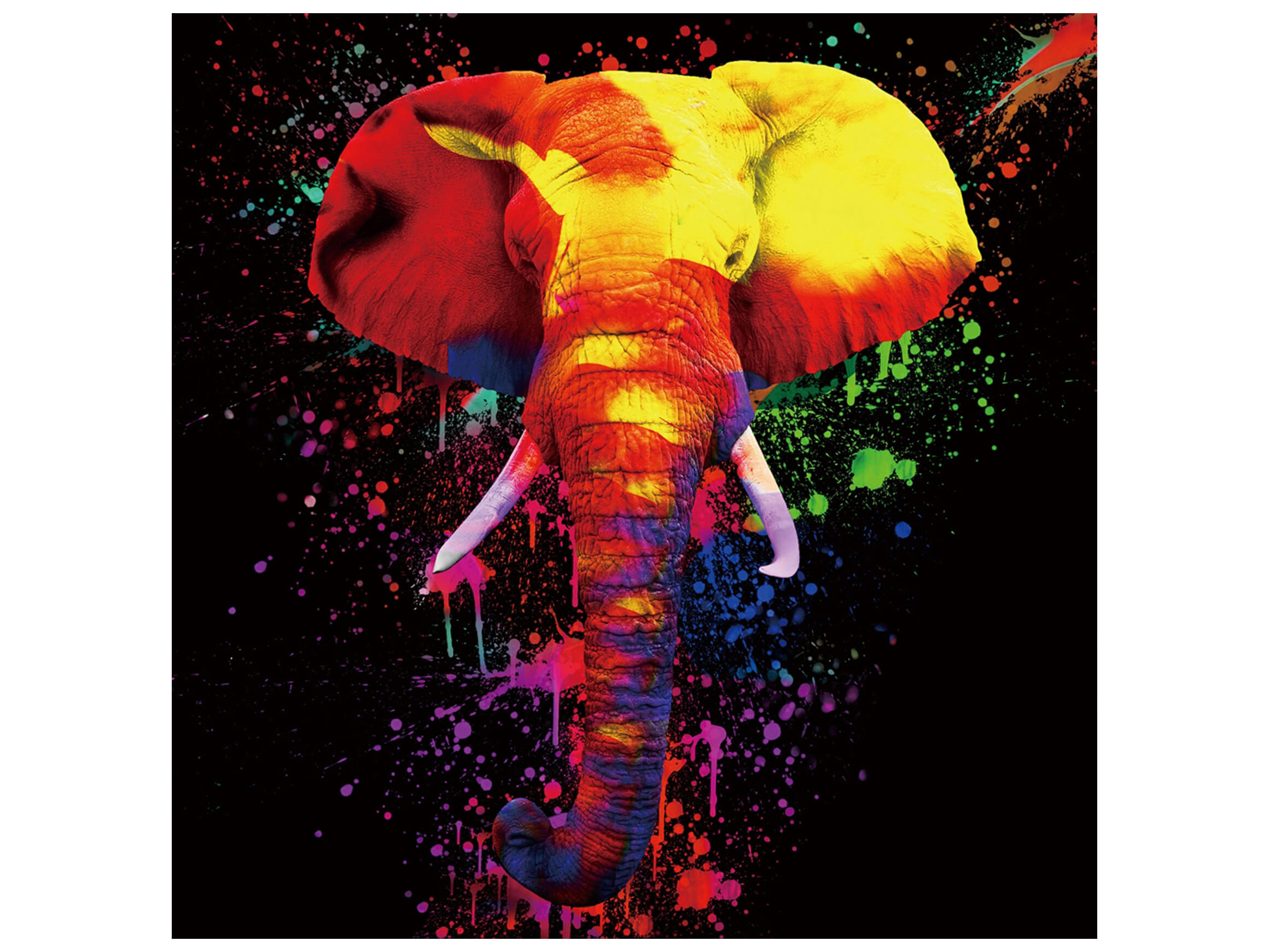 Digitaldruck auf Glas Farbkomposition Elefant image LAND