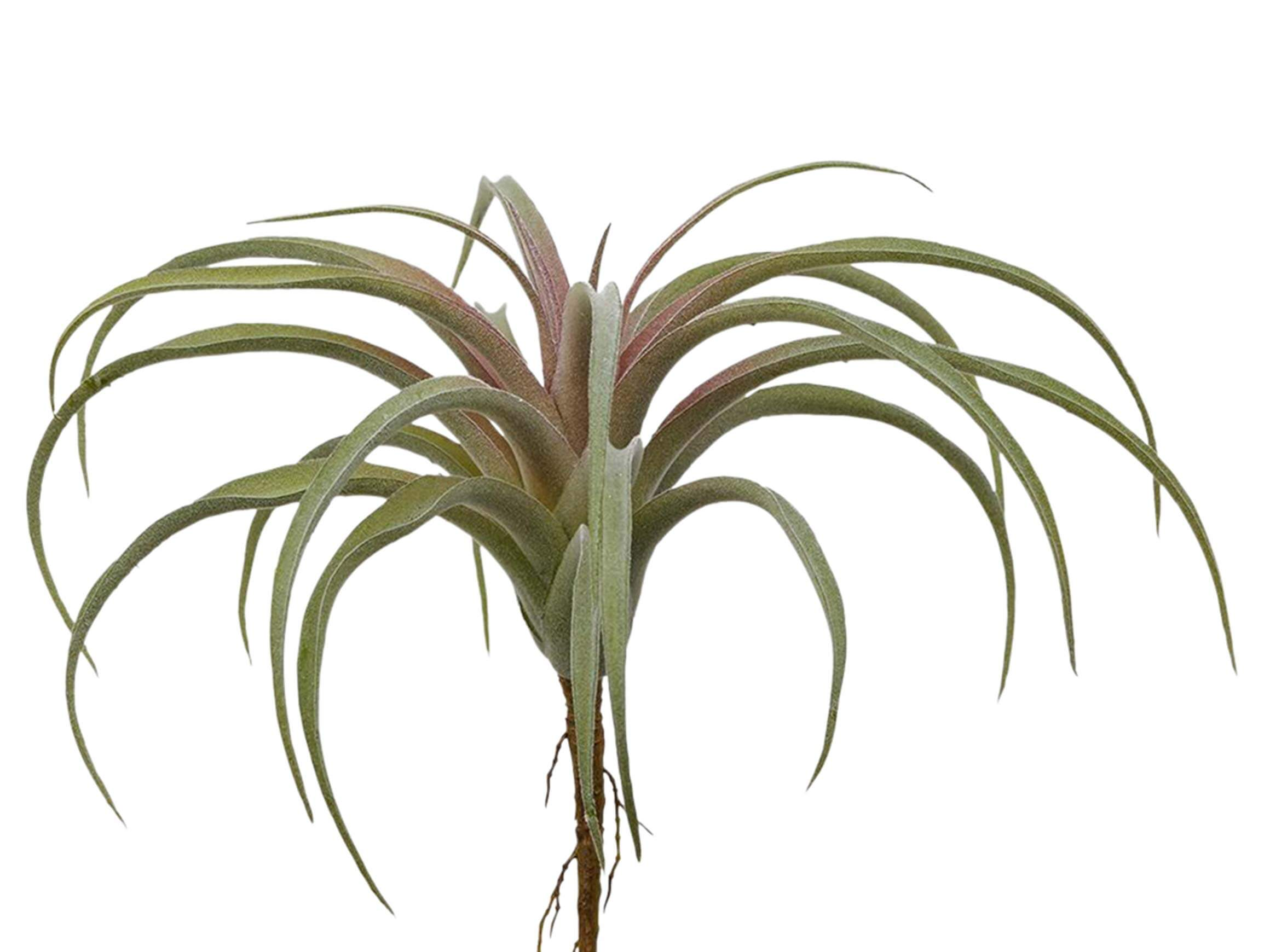 Edg Tillandsia Rot-Grün H: 24 cm Grün | Schubiger Möbel