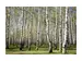 Digitaldruck auf Acrylglas Birkenwald image LAND / Grösse: 150 x 100 cm