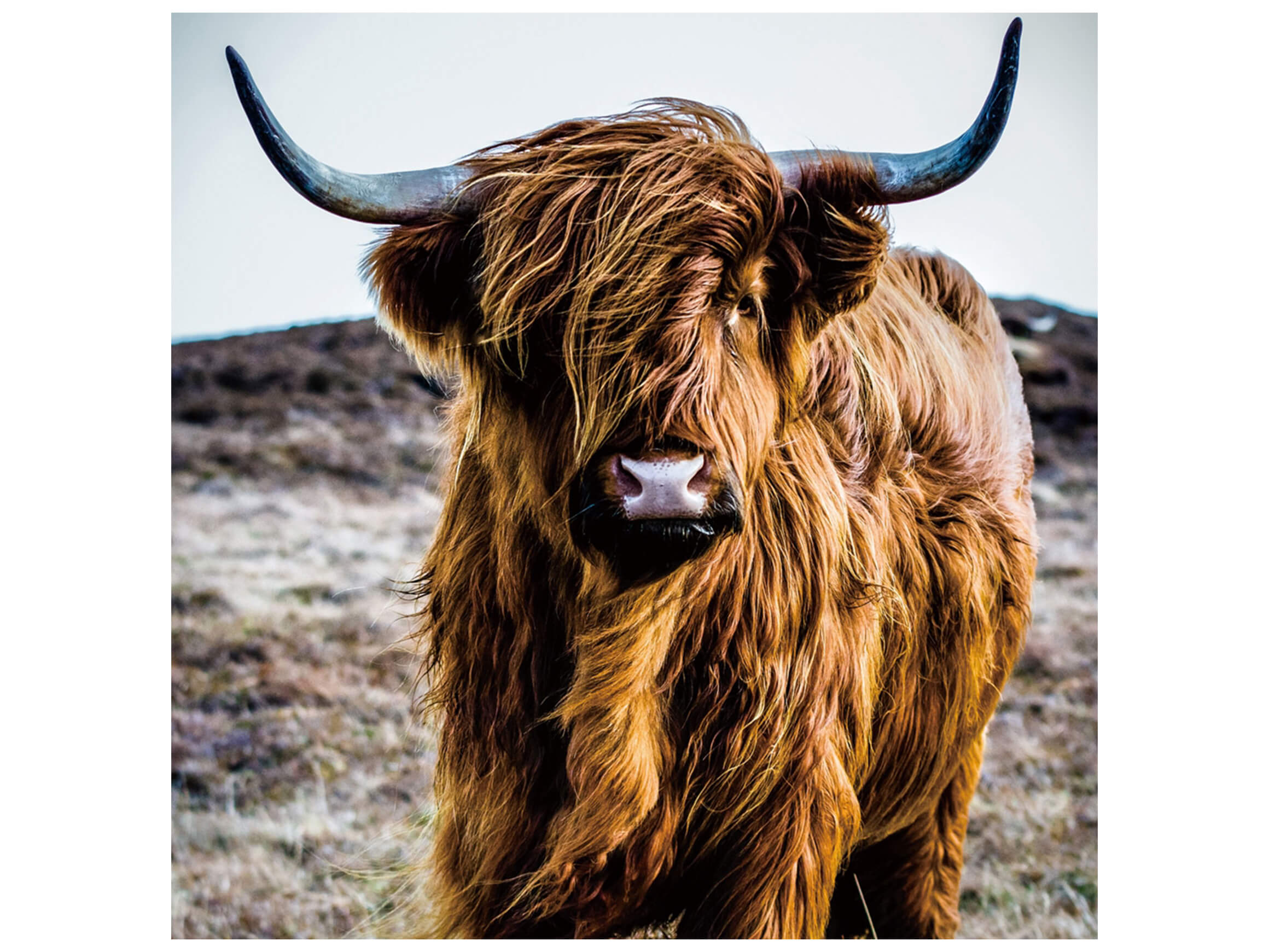Digitaldruck auf Glas Hochlandrind image LAND