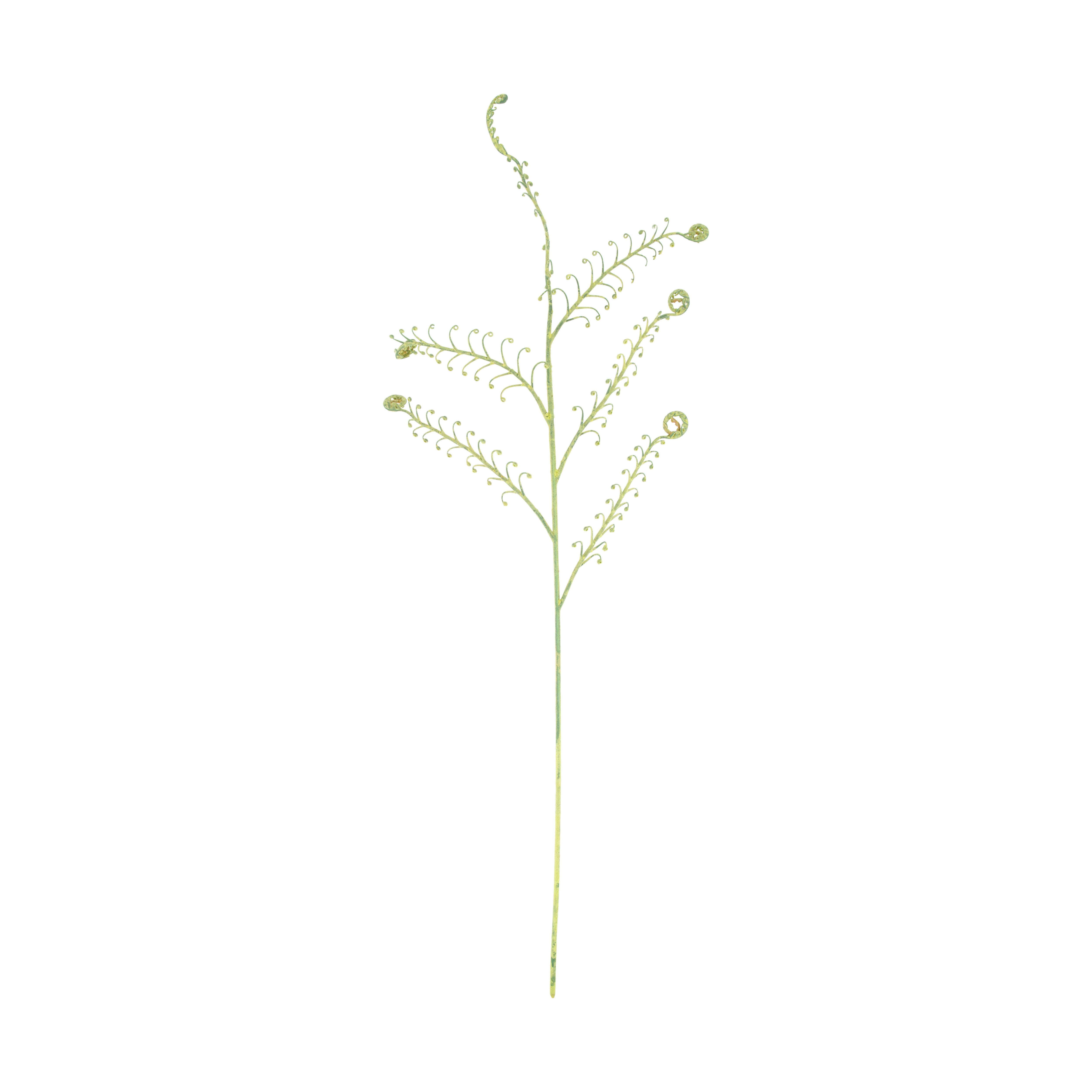 Fougère à fleurs, vert