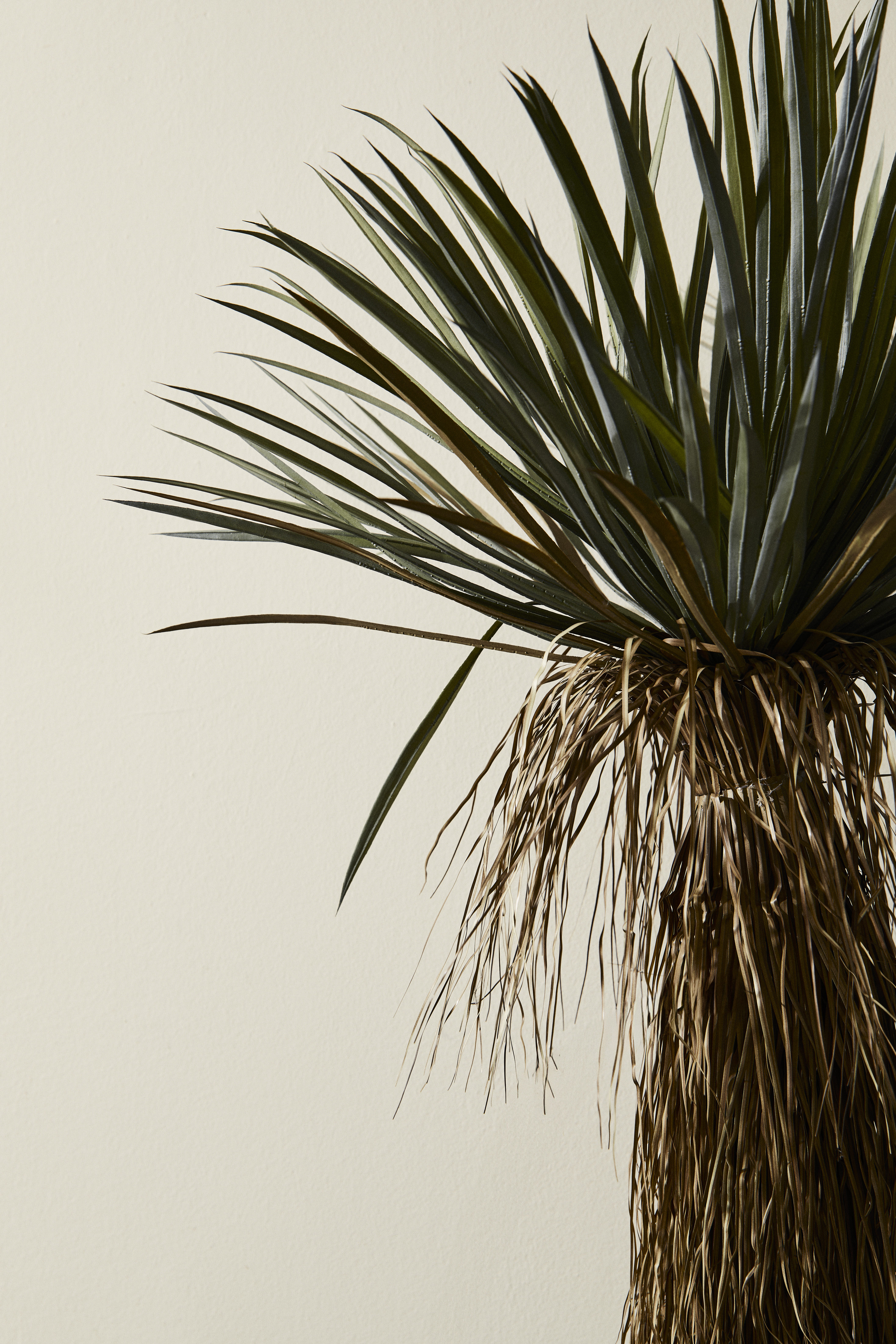 Kunstpflanzen Yucca Rostrata im Kunststofftopf H: 120 cm Bizzotto / Farbe: Grün