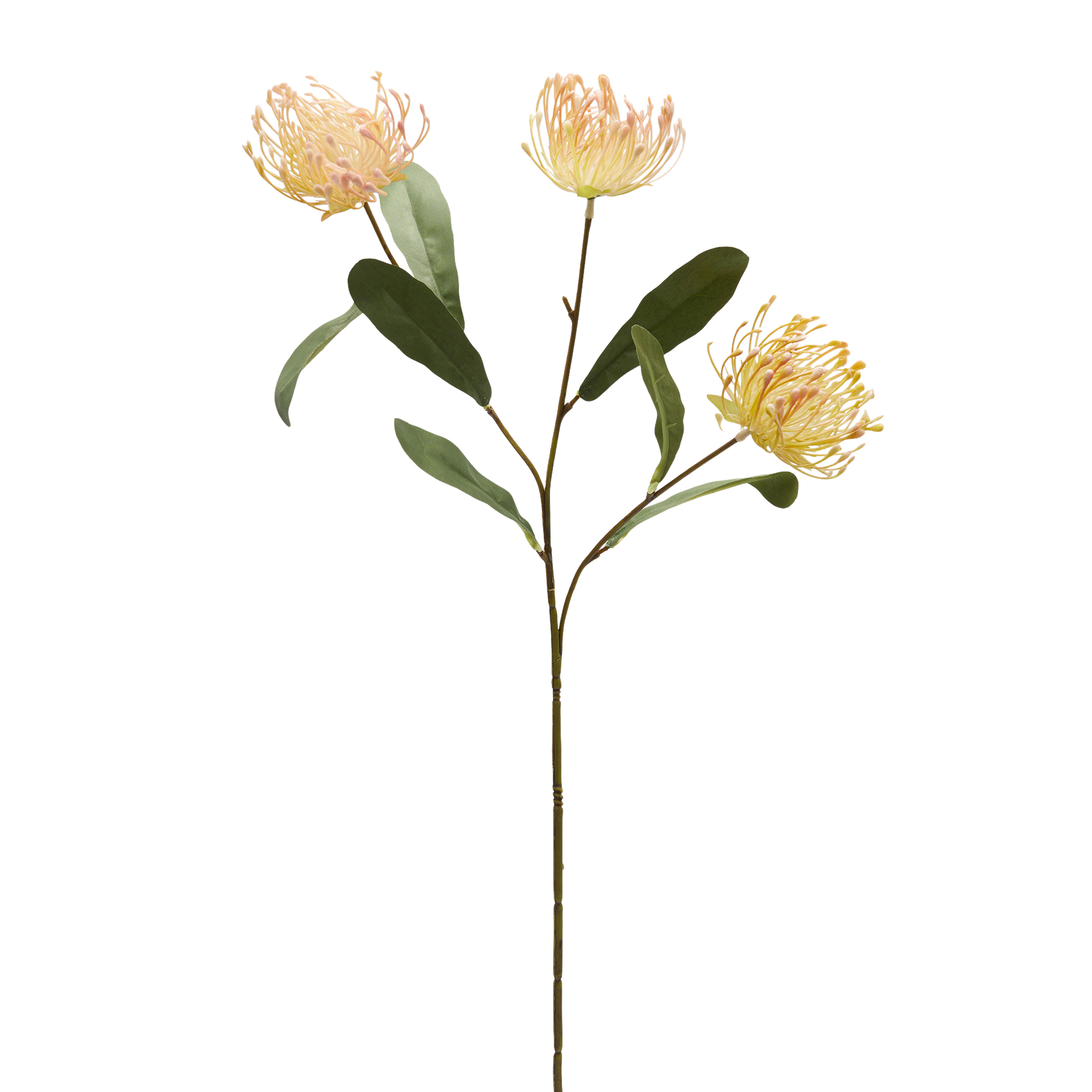 Edg Kunstblume Protea Grün H: 75 cm Grün | Schubiger Möbel