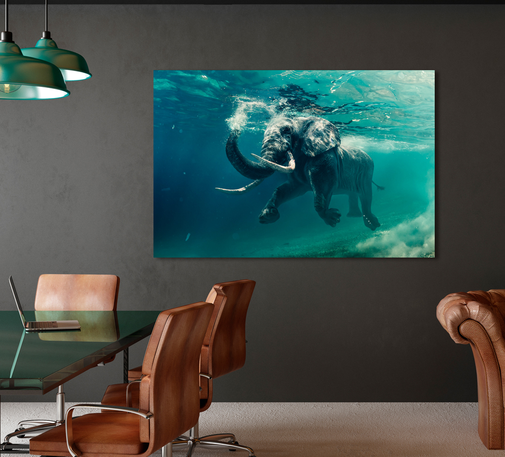 Alubild-Schwimmender Elefant-image LAND