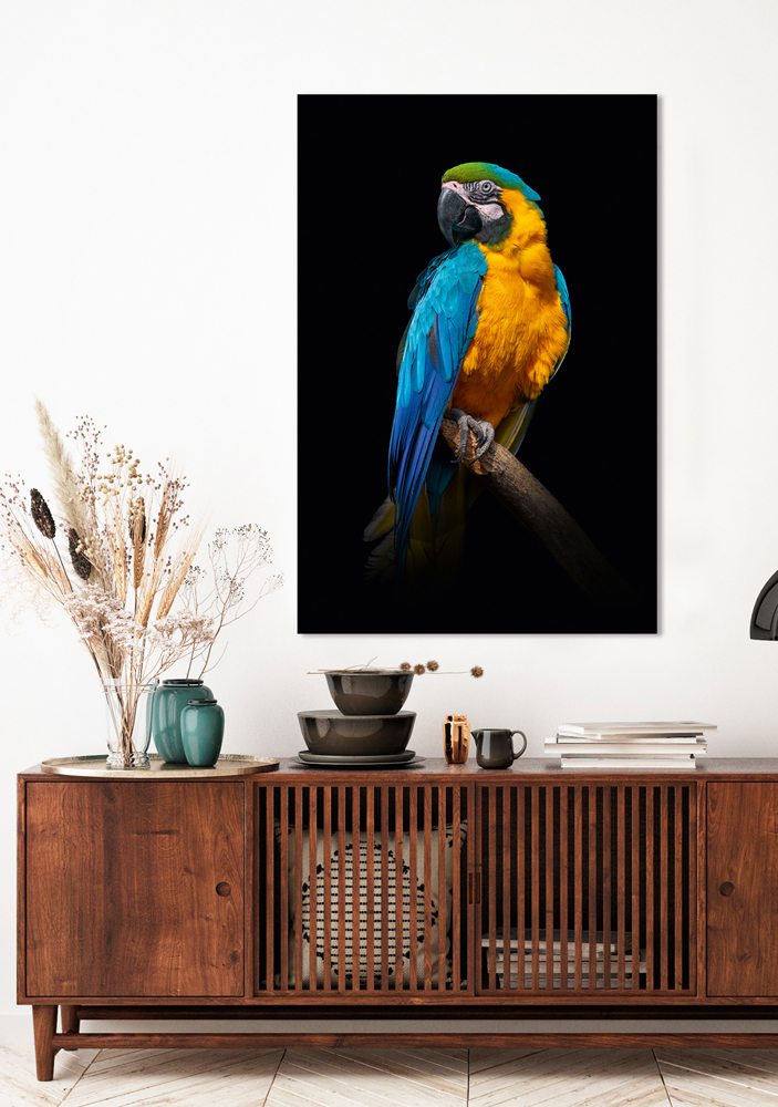 Alubild-Blau-Gelber Ara-image LAND