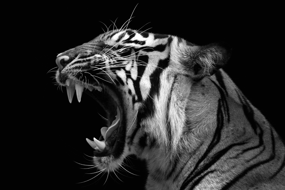 Acrylglasbild-Fauchender Tiger-image LAND