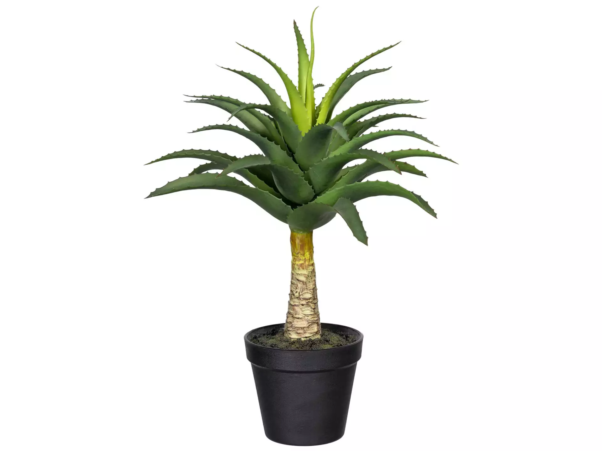 Kunstpflanze Aloe mit Stamm H: 45 cm Gasper