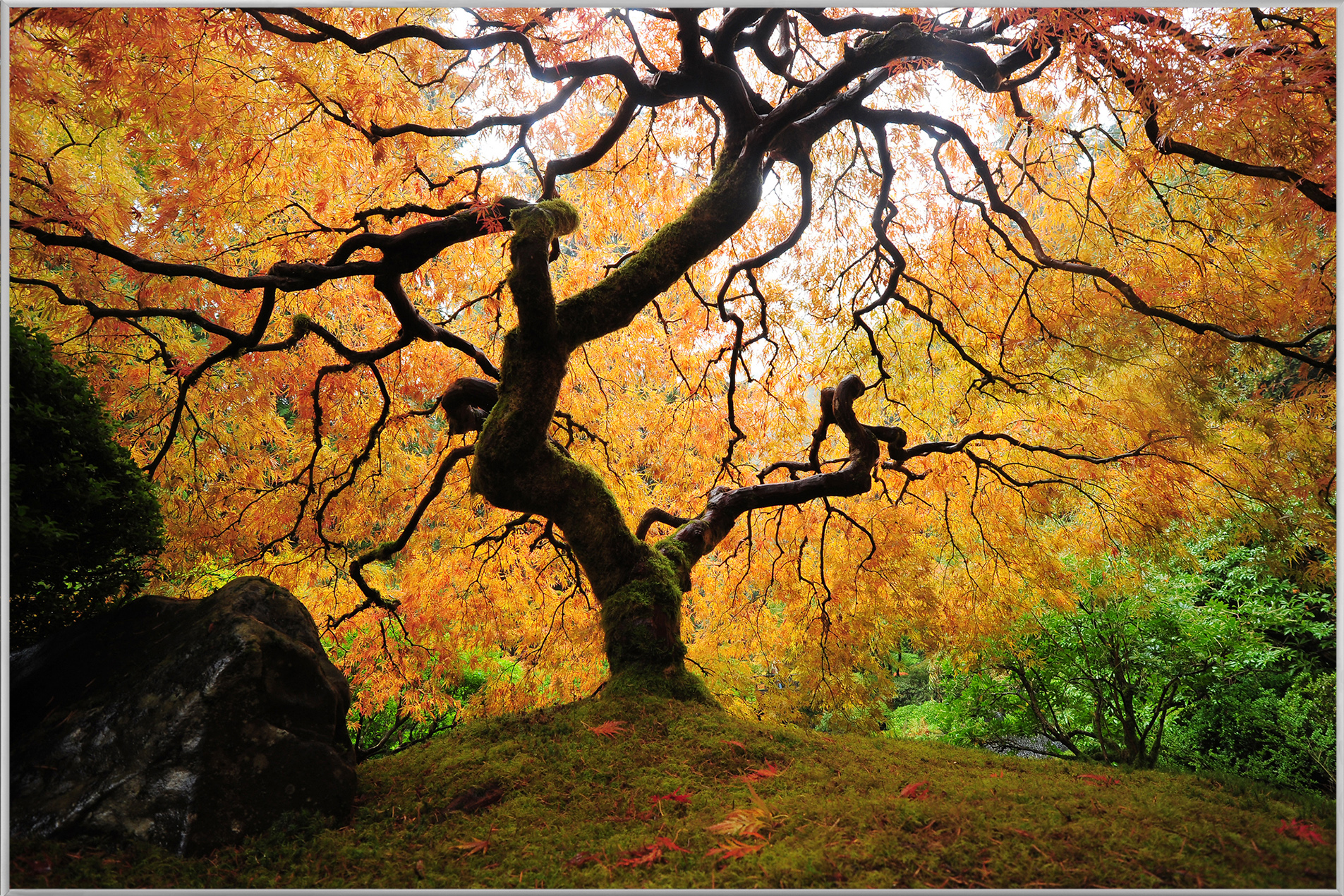 Bild mit Rahmen-Der Baum-image LAND