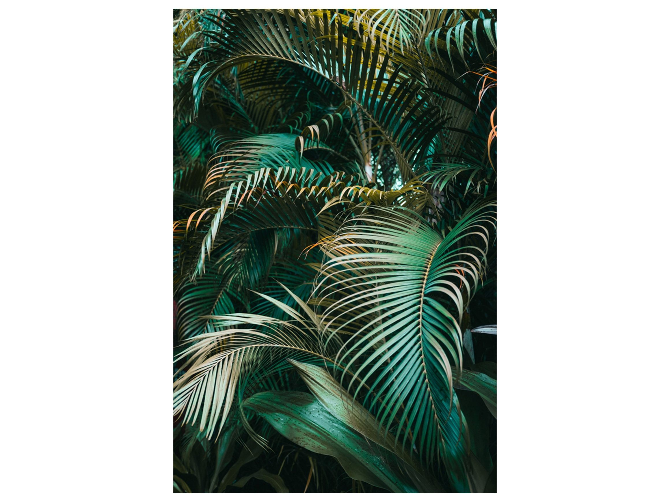 Bild Grüne Pflanzen image LAND