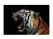 Digitaldruck auf Acrylglas Fauchender Tiger image LAND / Grösse: 120 x 80 cm