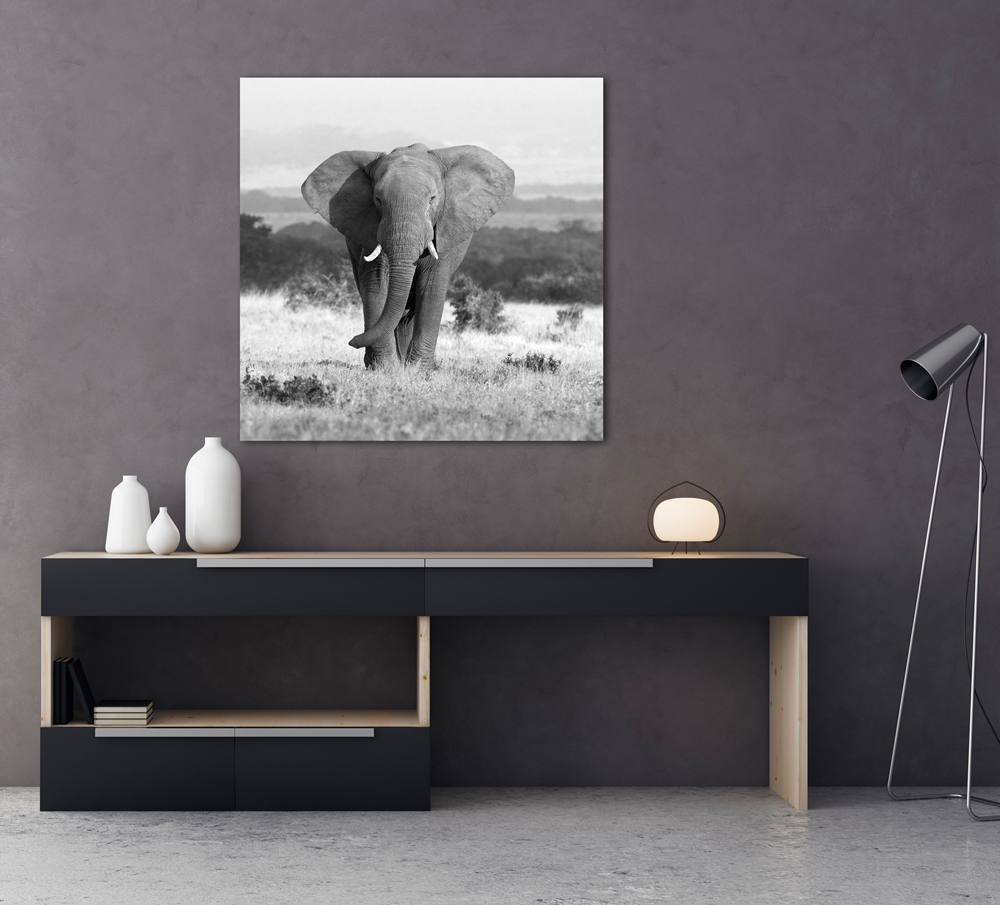 Alubild-Elefant in Der Steppe-image LAND