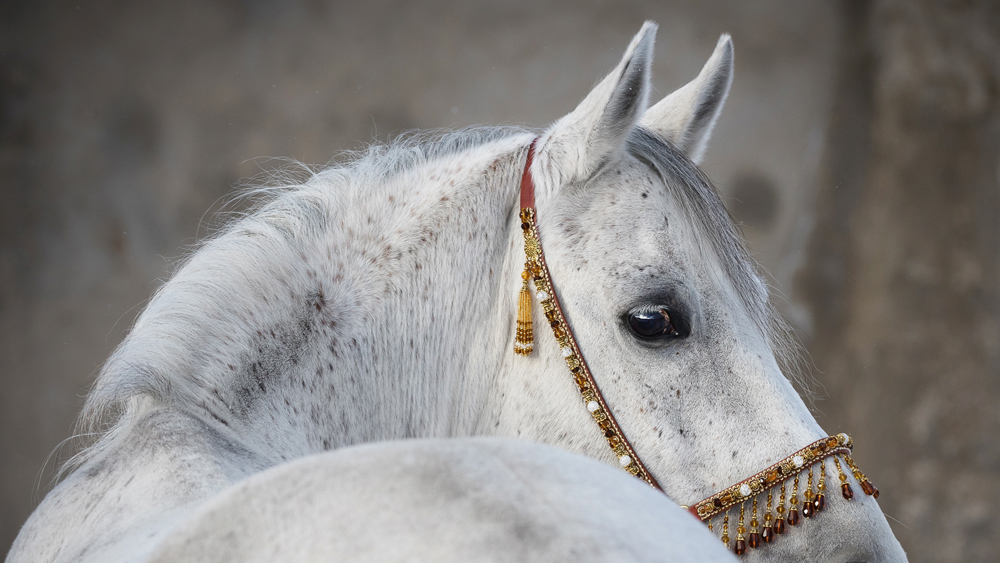 Alubild-Araber Hengst-image LAND