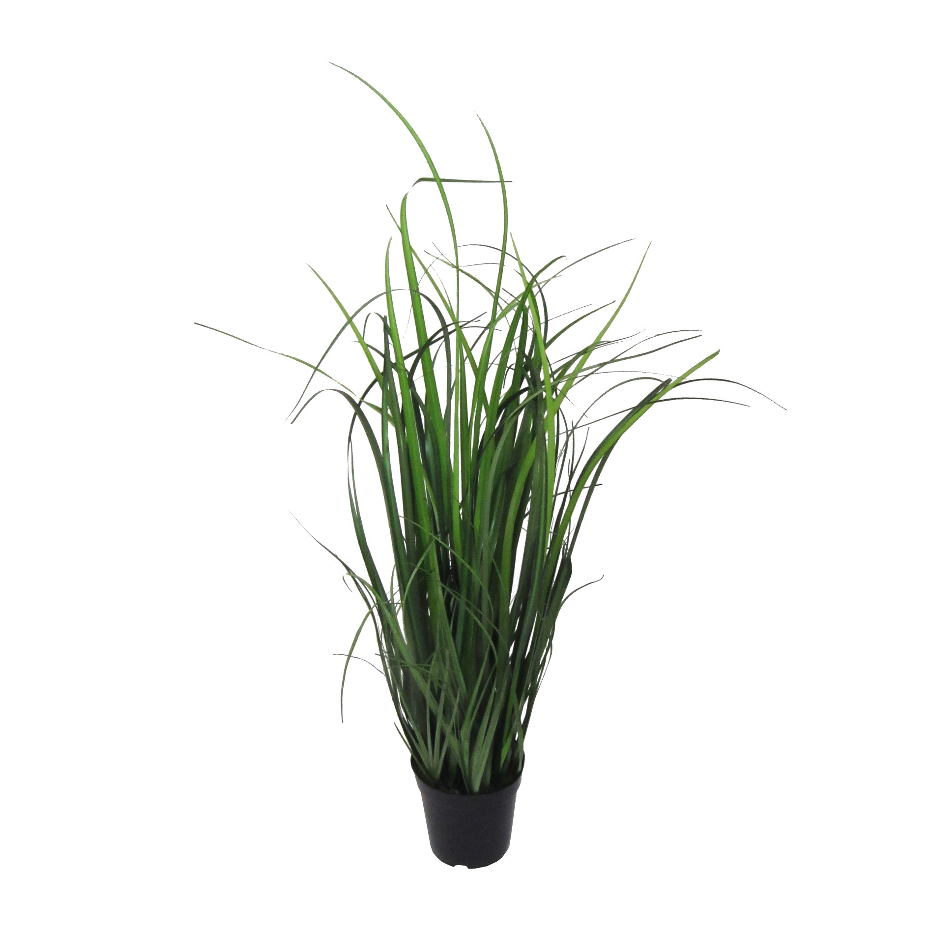 Grasbusch im Topf Grün Gasper / Grösse: x cm