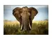 Digitaldruck auf Acrylglas Grosser Elefant image LAND / Grösse: 80 x 60 cm