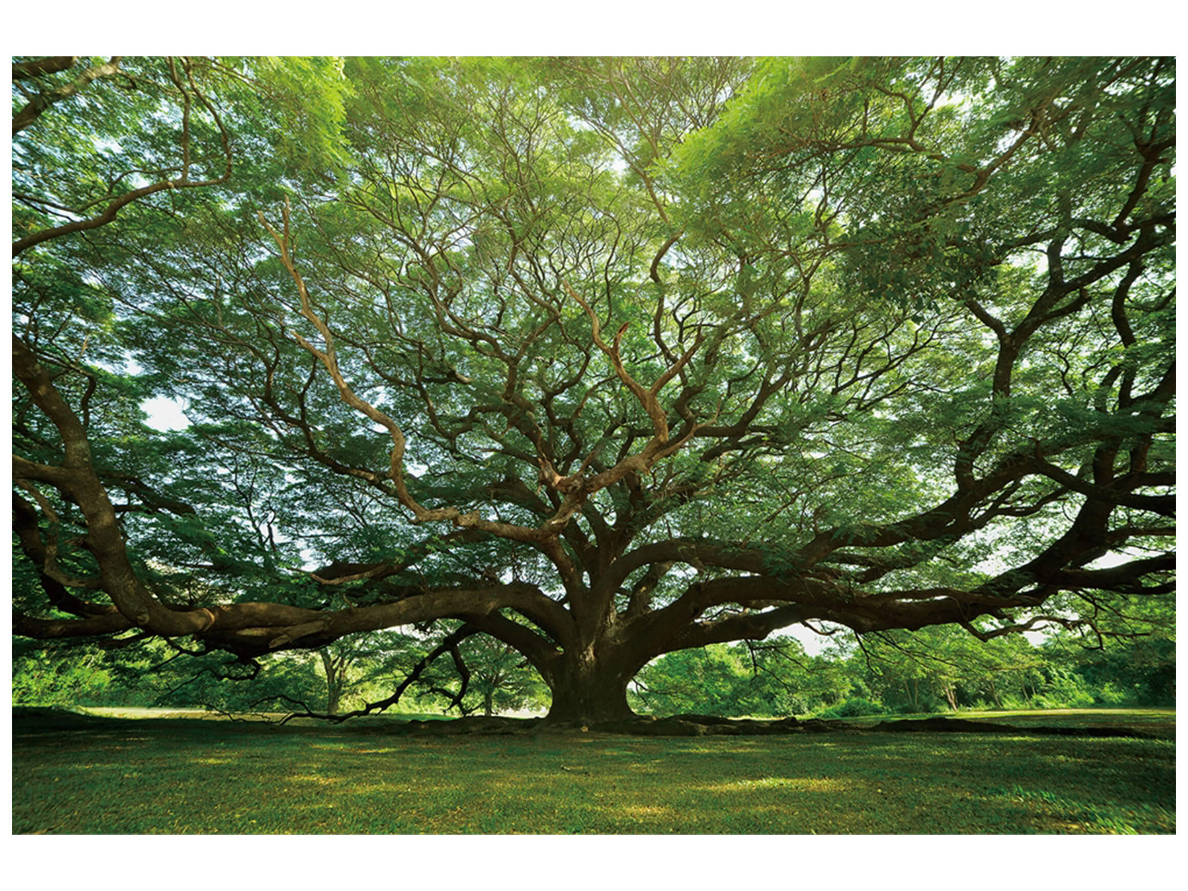 Digitaldruck auf Glas Gigantischer Baum image LAND
