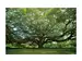 Digitaldruck auf Glas Gigantischer Baum image LAND