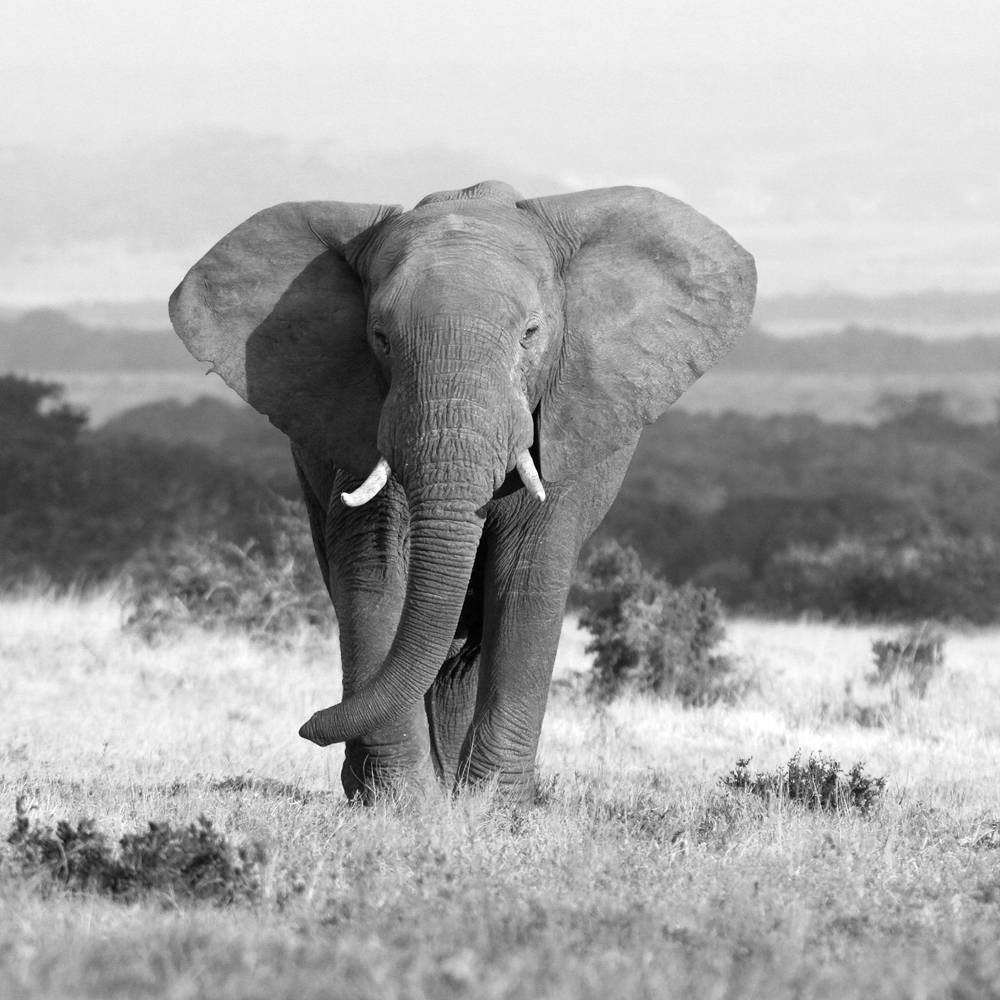 Canvas-Elefant in Der Steppe-image LAND