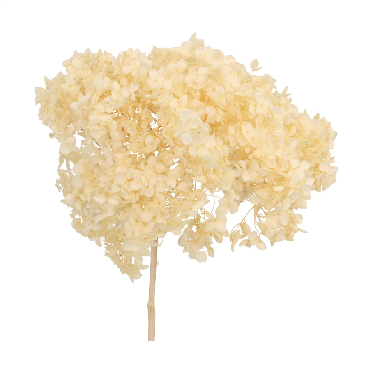 Decofinder Kunstblumen Bund Hortensien, Creme, H:60 cm Beige | Schubiger Möbel