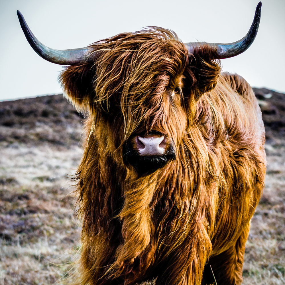 Alubild Hochlandrind image LAND