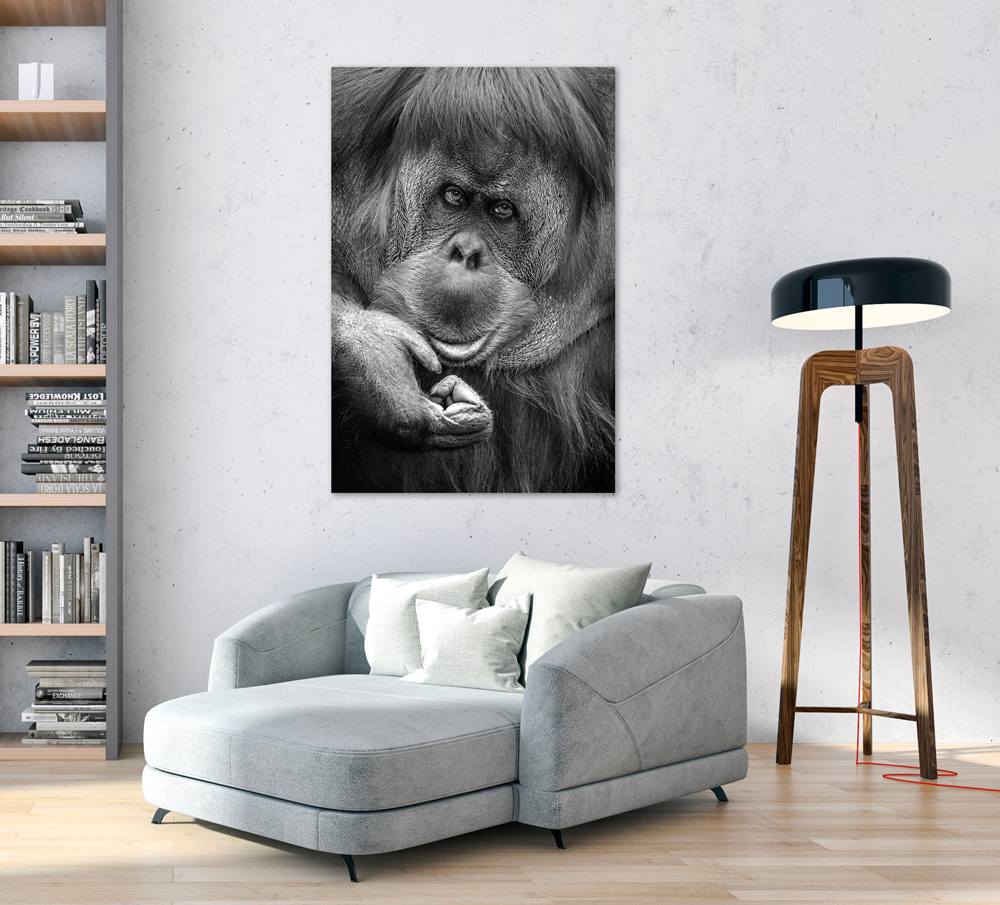 Acrylglasbild-Orang-Utan-image LAND