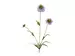 Kunstblume Scabiosa Lavendel H: 65 cm Edg / Farbe: Lavendel