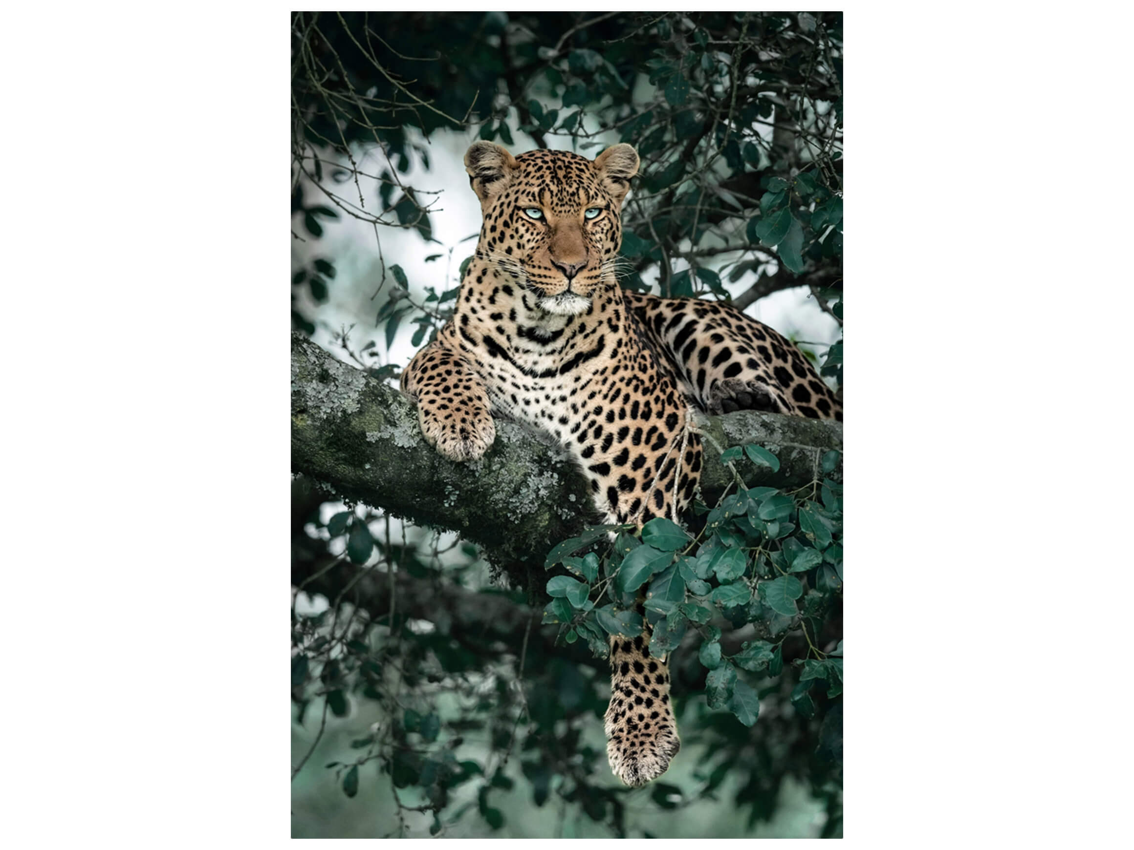 Digitaldruck auf Glas Leopard im Baum image LAND