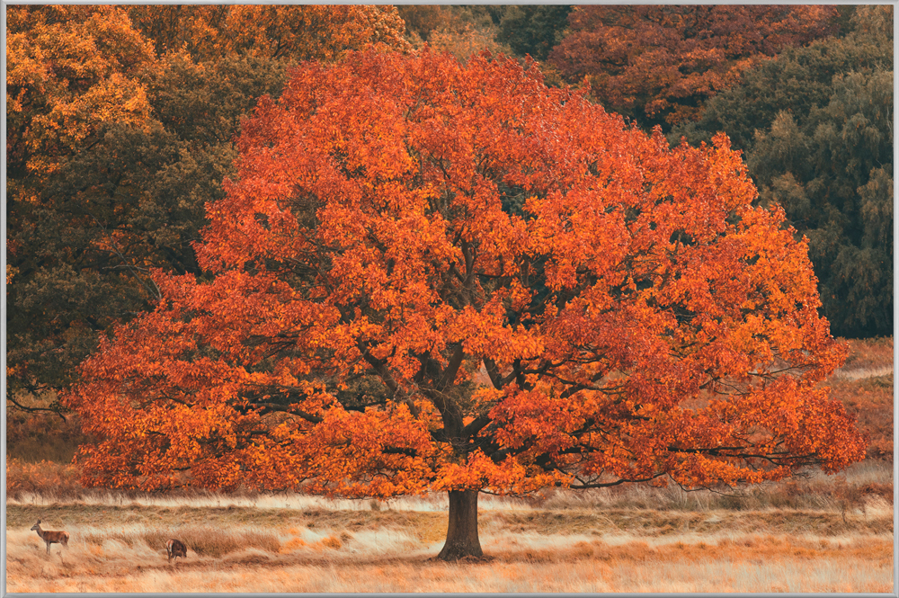 image LAND Bild mit Rahmen Herbstbaum  | Schubiger Möbel