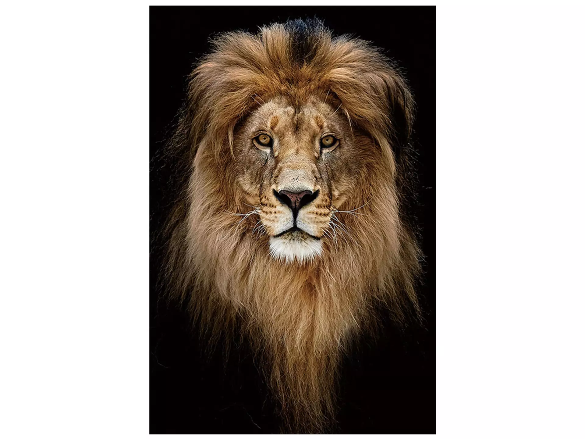 Digitaldruck auf Glas König Der Löwen Portrait image LAND