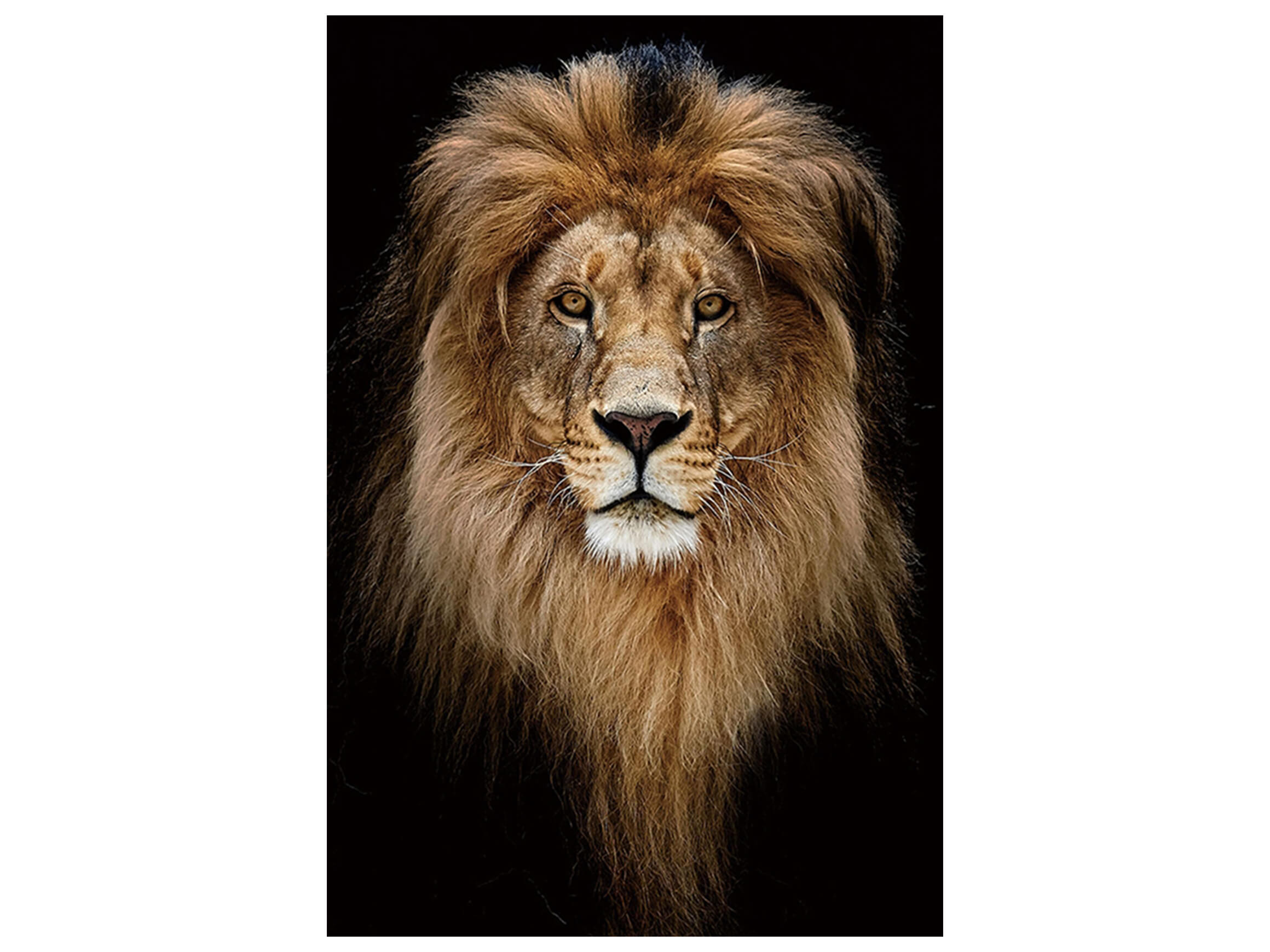Digitaldruck auf Glas König Der Löwen Portrait image LAND