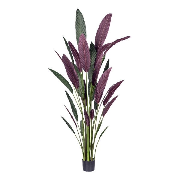 Kunstpflanzen Stromanthe Thalia im Kunststofftopf H: 210 cm Gasper