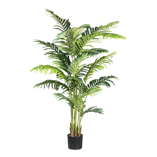 Gasper Kunstpflanze Kentiapalme H: 160 cm  | Schubiger Möbel