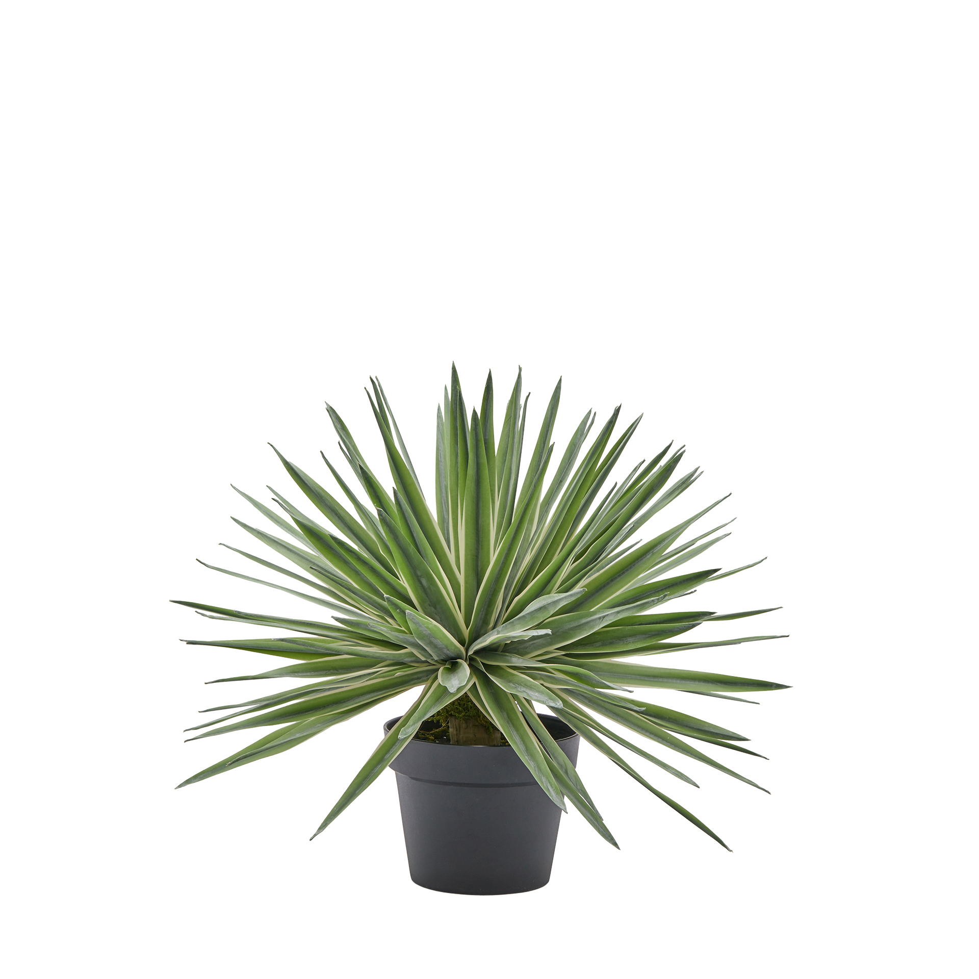 Kunstpflanze-Agave im Topf H: 45 cm-Edg