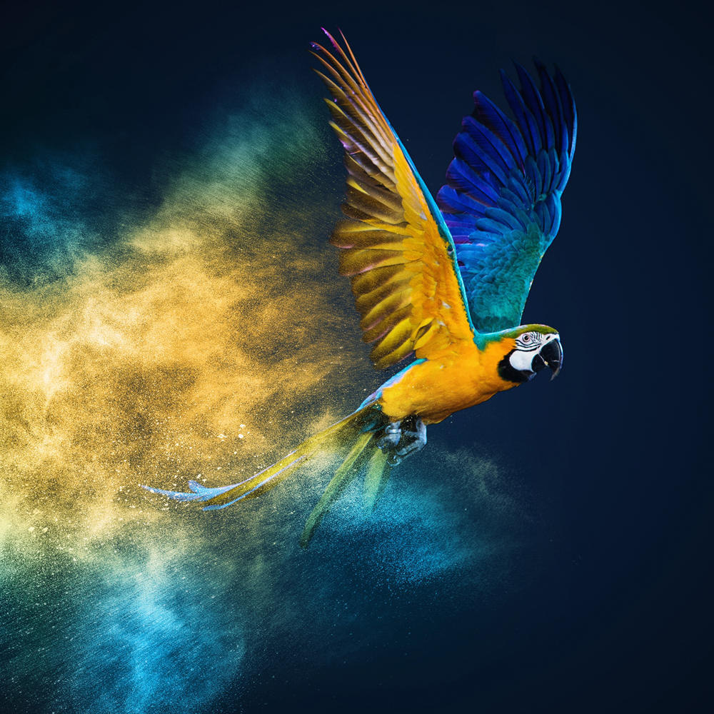 Alubild-Fliegender Papagei-image LAND