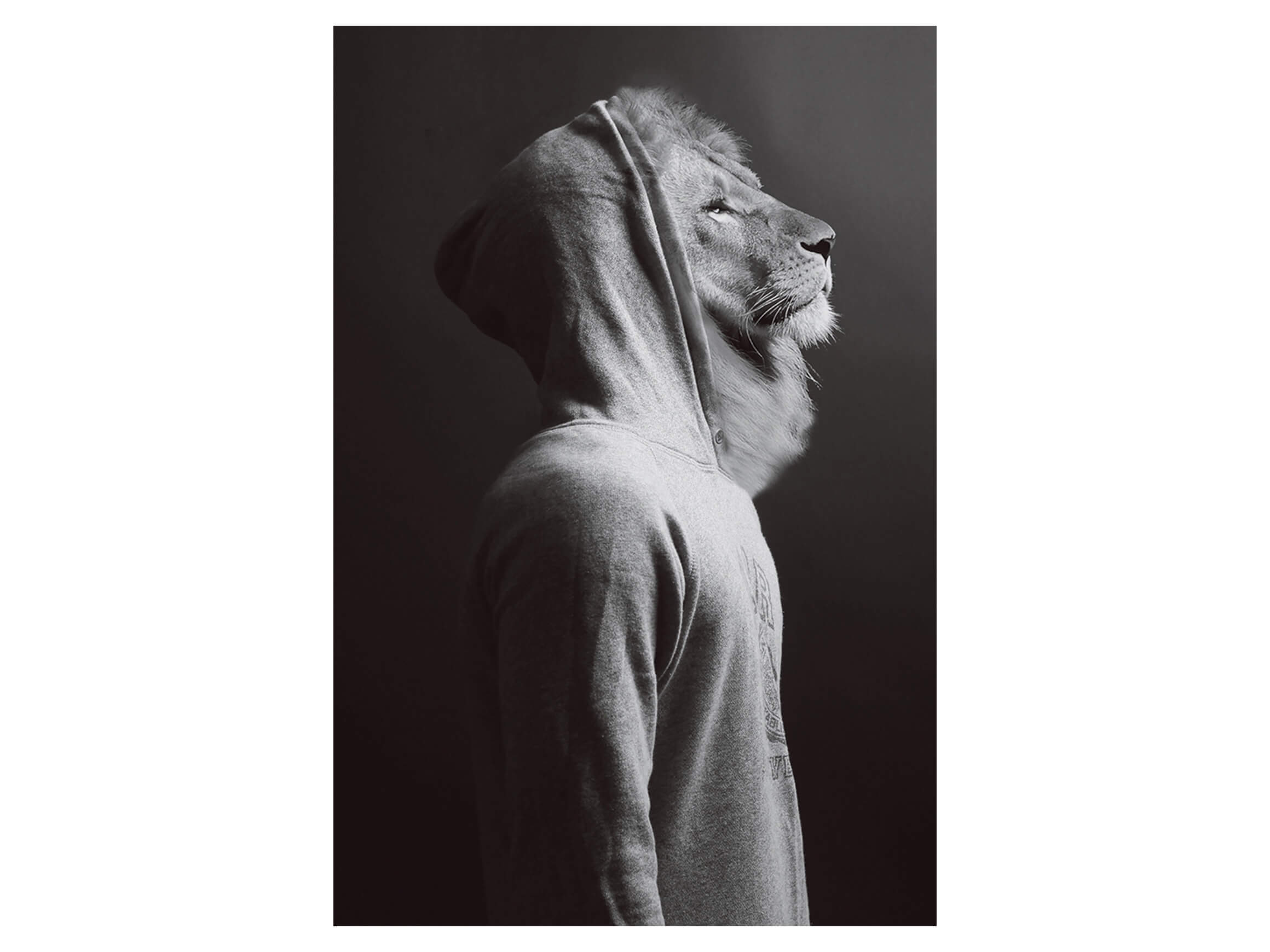 Digitaldruck auf Glas Löwe im Hoodie image LAND / Grösse: 90 x 60 cm