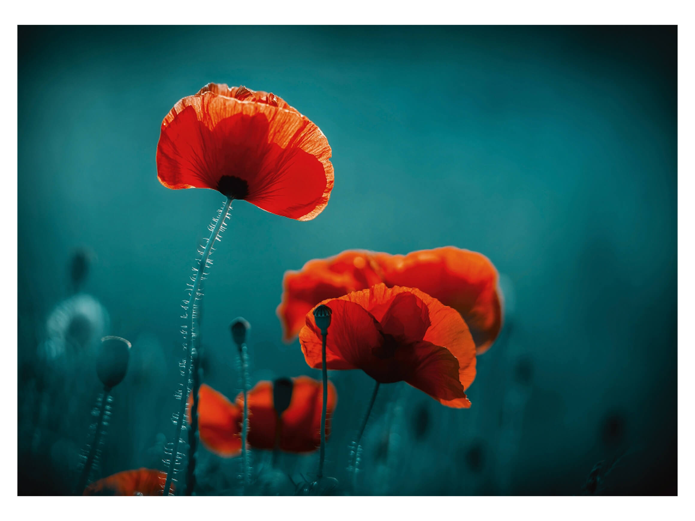 Digitaldruck auf Acrylglas Mohnblumen 5 image LAND / Grösse: 120 x 80 cm