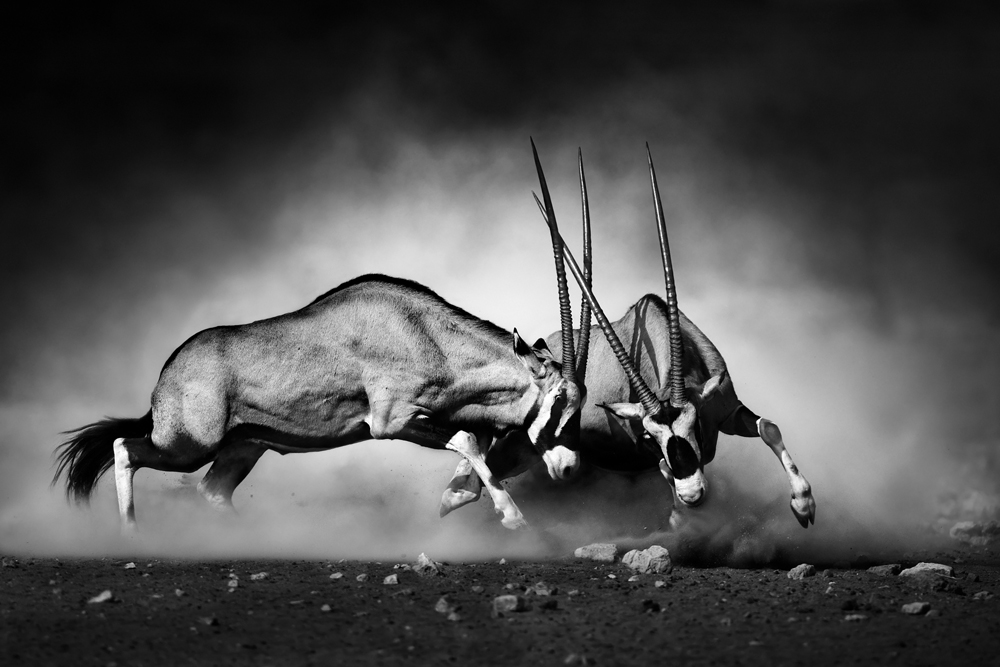 Alubild-2 Kämpfende Oryx-image LAND